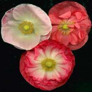 Papaver rhoeas Seeds - Shirley Poppy Double Mix - Annual Seeds - Sow Autumn Spring