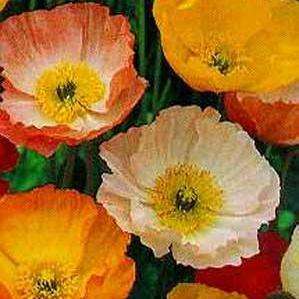 50 Poppies - Iceland Poppies Flower Seeds - Papaver nudicaule Poppy - Perennial - Sow Autumn Spring