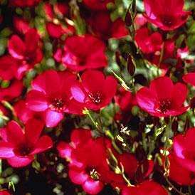 20 Linum grandiflorum rubrum Seeds - Scarlet Flax, Red Flax - Sow Spring Autumn - Annual Seeds