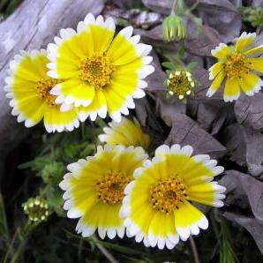 20 Layia platyglossa Seeds - Tidy Tips - Buy Annual Flower Seeds in South Africa - Sow Spring