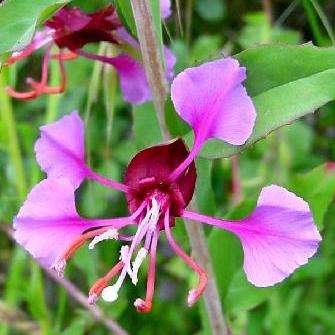 150+ Clarkia unguiculata - Mountain Garland Annual Seeds - Sow Spring - Free Seeds with ALL Orders