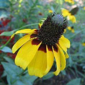 Rudbeckia amplexicaulis Seeds - Clasping Coneflower - Sow All Year - Annual Seeds