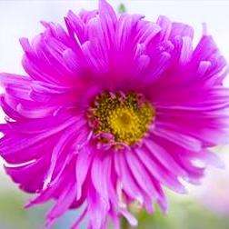 Callistephus chinensis Seeds - Aster China - Annual Seeds
