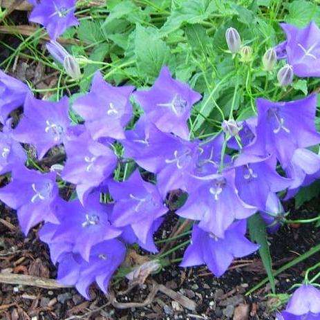 50 Campanula carpatica Seeds - Carpathian Bellflower - Perennial Seeds