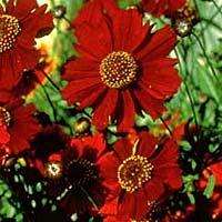 Coreopsis tinctoria Red Dwarf Seeds - Sow Spring - Annual