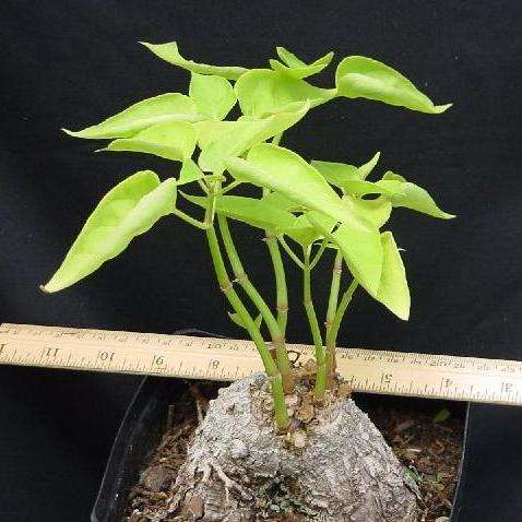Mirabilis jalapa Seeds - Sow Spring - Marvels of Peru - Perennial Bonsai Seeds