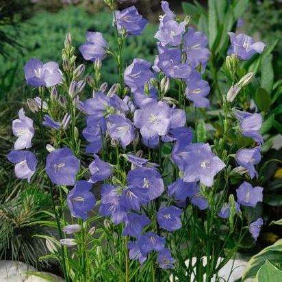 10 Campanula persicifolia Seeds - Willow Bellflower - Perennial Seeds