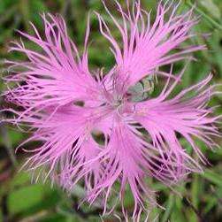 Dianthus superbus Seeds - Fringed Pinks - Perennial Seeds