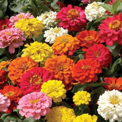 Zinnia elegans Mix Seeds - Zinnia, Dahlia Flowered Mix - Sow Spring - Annual Seeds
