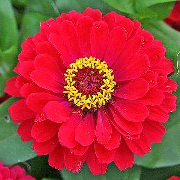 15 Zinnia elegans Cherry Queen Seeds - Zinnia Cherry Queen - Sow Spring - Annual Seeds