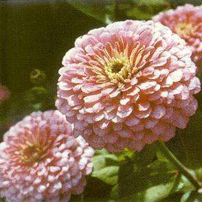10 Zinnia elegans Luminosa Pink Seeds - Zinnia Luminosa Pink - Sow Spring - Annual Seeds