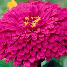 Zinnia elegans Purple Prince Seeds - Zinnia Purple Prince - Sow Spring - Annual Seeds