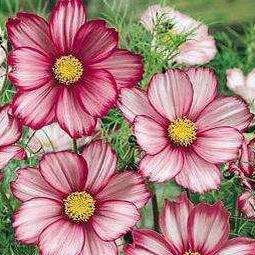 Cosmos bipinnatus Seeds - Candy Stripe Cosmos - Sow Spring Summer - Annual