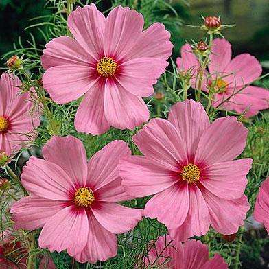Cosmos bipinnatus Seeds - Gloria Cosmos - Sow Spring Summer - Annual