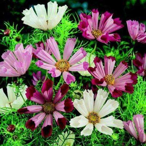 10 Cosmos bipinnatus Seeds - Sea Shells Cosmos - Sow Spring Summer - Annual