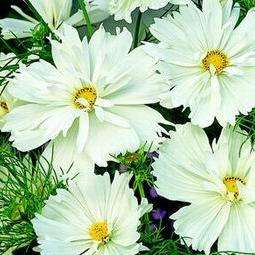 10 Cosmos bipinnatus Seeds - Psycho White Cosmos - Sow Spring Summer - Annual