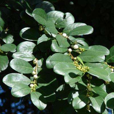 Flueggea virosa, White berry-bush Tree Seeds - Indigenous Edible Fruit Tree