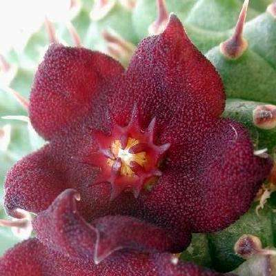 10 Hoodia pilifera Seeds - Indigenous Succulents