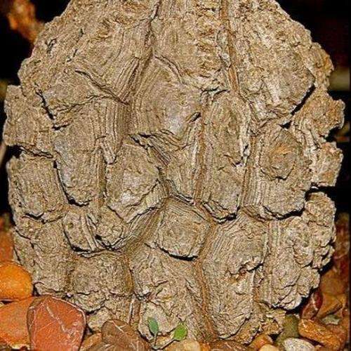 Beaucarnea stricta Tree Seeds ~ Elephant's Foot, Bottle Palm, Ponytail Palm - Succulent
