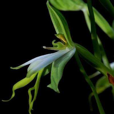 10 Bonatea speciosa Seeds - Green Wood Orchid - Indigenous Orchid Seeds