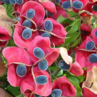 Majidea zanguebarica Tree Seeds ~ Black Pearl Tree