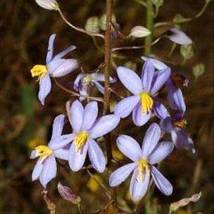 10 Cyanella hyacinthoides Seeds - Indigenous Bulbs Seeds