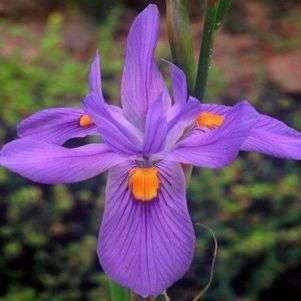 Moraea polystachya Seeds RARE in Habitat - Sow Autumn - Indigenous Bulbs Seeds