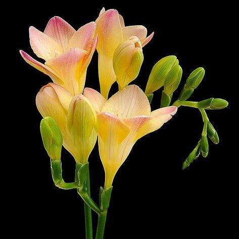 Freesia corymbosa Seeds - Indigenous South African Perennial Bulb - Flat Ship Rate