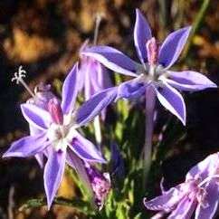 Lapeirousia plicata Seeds - Indigenous Bulbs Seeds