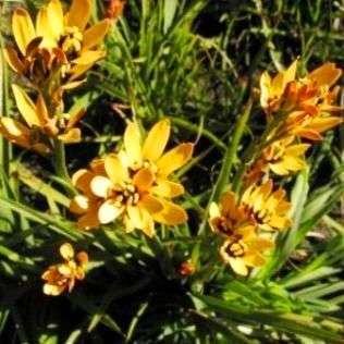 Baeometra uniflora Seeds - Indigenous Bulbs Seeds
