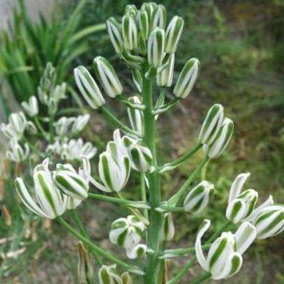 Albuca nelsonii Seeds - Indigenous South African Bulb Seeds for Sale in South Africa