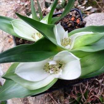 10 Androcymbium capense Seeds - Indigenous Bulbs Seeds