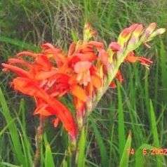 Chasmanthe aethiopica Seeds - Cobra Lily - Sow Autumn - Indigenous Bulbs Seeds