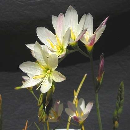 10 Geissorhiza imbricata ssp imbricata Seeds - Sow Autumn - Indigenous Bulbs Seeds