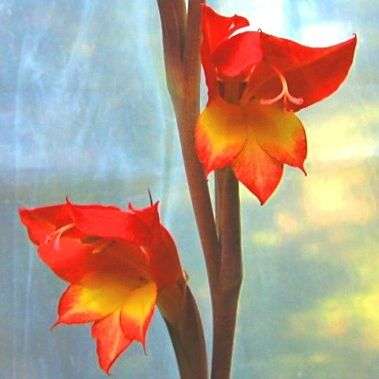 Gladiolus dalenii Seeds - Sow Autumn/Spring - South African Indigenous Bulb - Flat Global Ship Rate