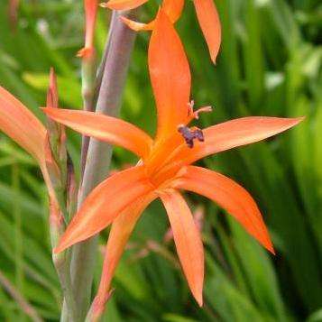 Watsonia angusta Seeds - Sow Autumn or Spring - Indigenous South African Bulb Seeds