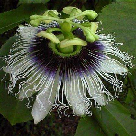 10 Passion Flower 'Purple Granadilla' Seeds - Passiflora edulis Seeds - Fruit Seeds Vine