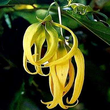 Ylang Ylang or Perfume Tree - Cananga odorata Tree Seeds