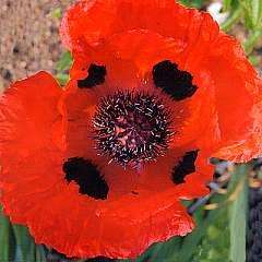 Papaver orientale Seeds - Poppy 'Allegro' - Perennial Seeds - Sow All Year
