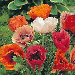 100 Papaver orientale Seeds - Poppy 'Pizzicato' - Bulk Perennial Seeds - Sow All Year