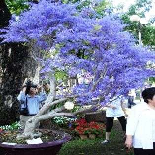 3 Queen's Wreath Vine Seeds - Petrea volubilis - Bonsai, Vine, Creeper, Climber