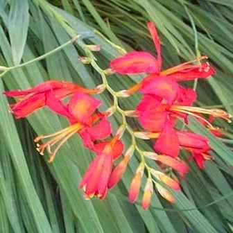 Watsonia densiflora Seeds - Sow Spring - Indigenous South African Bulb Seeds From Africa