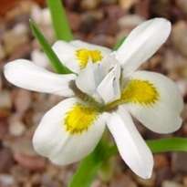 10 Moraea falcifolia Seeds - Indigenous Bulbs Seeds
