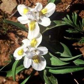Moraea falcifolia Seeds - Indigenous Bulbs Seeds