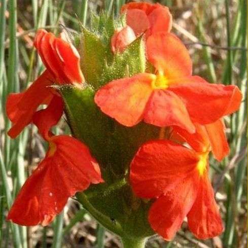 10 Crossandra greenstockii Seeds - Sow Spring or Summer - Indigenous Bulbs Seeds