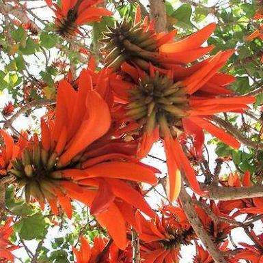 10 Common Coral Tree, Lucky Bean Tree Seeds ~ Erythrina lysistemon - Indigenous