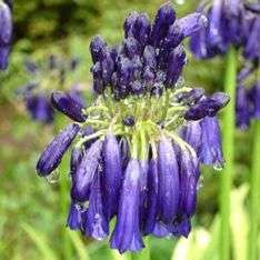 Agapanthus inapertus ssp pendulous Seeds - Indigenous South African Bulb Seeds + GET FREE SEEDS!