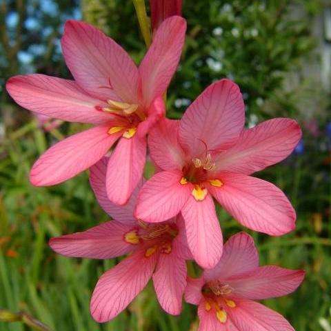 Tritonia disticha Seeds + FREE Seeds - Sow Autumn - Indigenous South African Bulb Seeds