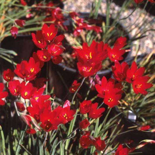 10 Geissorhiza inflexa Seeds - Sow Autumn - Indigenous Bulbs Seeds