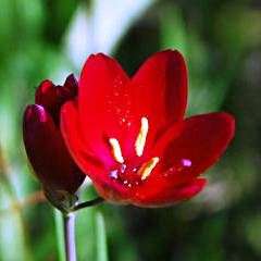 Geissorhiza inflexa Seeds - Sow Autumn - Indigenous Bulbs Seeds
